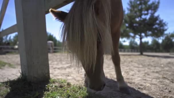一头可爱的白色鬃毛小马在牧场的围场或农场里吃草，一边摇头一边秀发。希波疗法的概念。高质量的4k镜头 — 图库视频影像