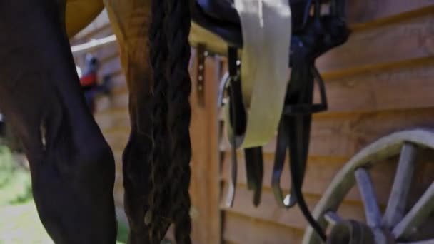 The girl weave flowers in to a braided horse tail before riding. High quality 4k resolution footage. 08-29-20 Kyiv, Ukraine — Stock Video