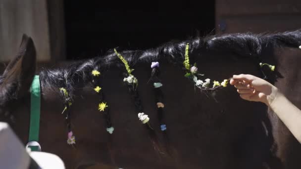 Woman with glasses treats with children braided pigtails on mane of a horse that stands in the stall. Hippotherapy is a concept. Kiev, Ukraine August 29, 2020. Igo-go Ranch. High quality 4k footage — Stock Video