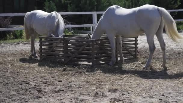 Две белые лошади пьют воду или едят свежую траву в загоне. Красивые лошади питаются. Ранчо концепции. Высококачественные кадры в разрешении 4к — стоковое видео