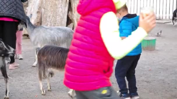 Μικρό αγόρι με μπλε σκανδάλη και προστατευτική μάσκα στο πρόσωπό του στο ζωολογικό κήπο ταΐζει τα ζώα και τρέχει μακριά από τις κατσίκες από το φόβο του τι θα αρχίσουν να τον πειράζουν. Οκτώβριος 2020. Κίεβο, Ουκρανία. 4k UHD — Αρχείο Βίντεο