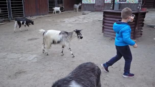 Koza ściga małego chłopca w niebieskiej kurtce, który ma w rękach pokrojoną marchewkę. Dziecko uczy się, jak prawidłowo dbać o zwierzęta. Kijowskie zoo. październik 2020 r. Kijów, Ukraina Wysokiej jakości rozdzielczość 4k — Wideo stockowe