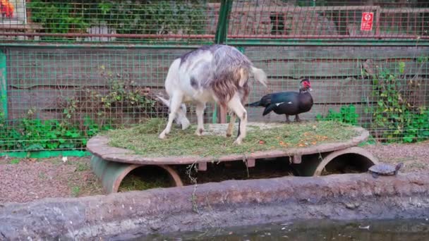 A kecske a kacsák közé jött, és friss füvet evett. A lép nem fél mellette állni és nézni, ahogy a kecske füvet eszik. Kijevi állatkert — Stock videók