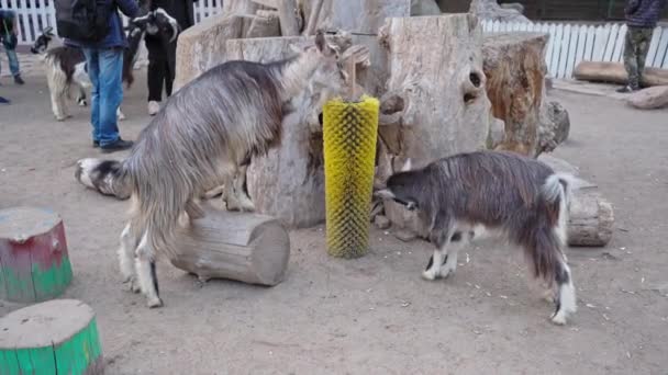 Two mountain goats itch near a pillar with a brush against the background of visitors to the zoo adults with children. October 2020. Kyiv, Ukraine High quality 4k resolution footage — Stock Video