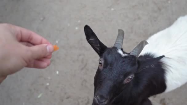 Grappige witte geit met zwarte kop die smeekt om eten van bezoekers van de dierentuin. oktober 2020. Kiev, Oekraïne Hoge kwaliteit 4k resolutie beelden — Stockvideo