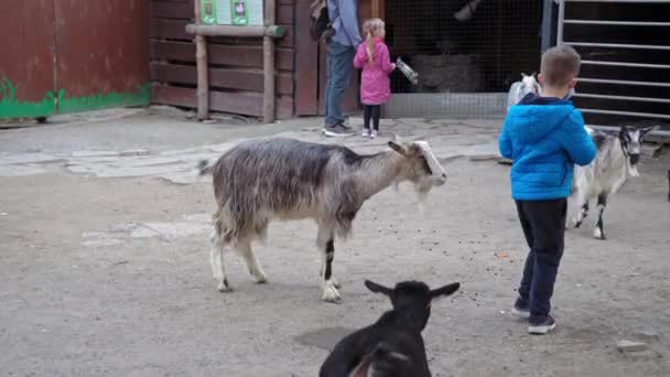 파란 자켓을 입고 손에 당근을 얇게 썰어서 동물들에게 먹이를 주는 소년. 어린이는 동물을 적절 히돌보는 방법을 배운다. Kyiv 동물원. 2020 년 10 월. 우크라이나, 키예프 고품질 4k 해상도 — 비디오