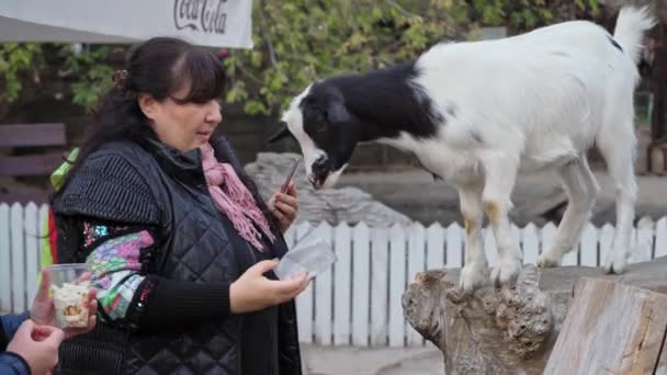 Uma mulher de casaco preto alimenta cabras num jardim zoológico aberto. Zoológico de Kiev. Outubro de 2020. Kiev, Ucrânia Imagens de alta qualidade de resolução 4k — Vídeo de Stock