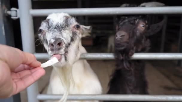Белая коза получает еду от посетителей, а затем черная в зоопарке. Октябрь 2020. Киев, Украина Высококачественные кадры с разрешением 4k — стоковое видео