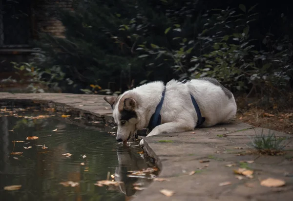 A white-colored dog in a dog-walking schleia drinks water in a fountain or pond against the background of falling yellow leaves. — Stock Photo, Image