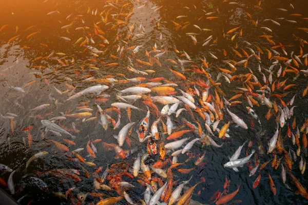 Teich mit vielen Koi-Karpfen Karpfenfische, auch bekannt als Kohaku, Sanke und Showa, Schwan darin. — Stockfoto