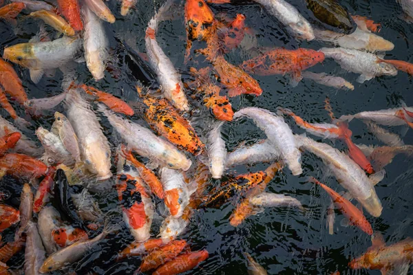 Peixes de carpa também conhecido como Kohaku, Sanke, na lagoa. Vários números de carpa Koi — Fotografia de Stock