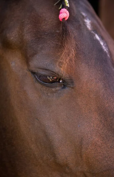 Vacker häst i stallet. Vacker brun ranch häst med flätad man. Stort valack på ranchen. Häst från ranchen. Närbild på ögat — Stockfoto
