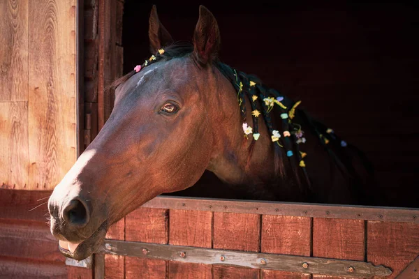 Hermoso caballo asoma por la ventana con melena trenzada. Hermoso caballo rancho marrón con melena trenzada. Gran rancho con cuerpo gelding. Caballo del rancho — Foto de Stock