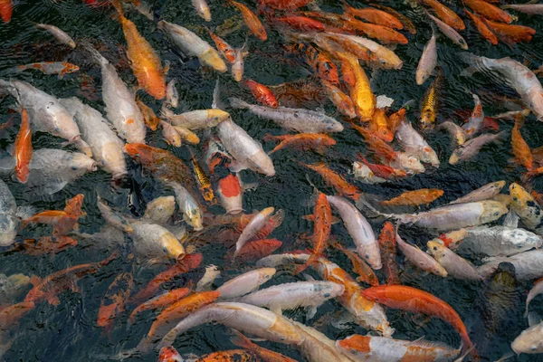 Nahaufnahme eines Teiches mit Koi-Karpfen Karpfenfischen, die auch als Kohaku, Sanke und Showa bekannt sind — Stockfoto
