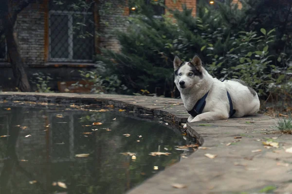 White with black ears Husky wearing walking schleia looks at camera while laying on fountain or pond against of falling yellow leaves on background — Stock Photo, Image