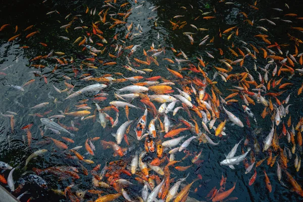 Großer Teich mit Koi-Karpfenfischen, die auch als Kohaku, Sanke und Showa bekannt sind — Stockfoto