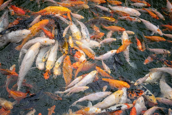 Fajta színes dekoratív hal úszni egy mesterséges tó, Koi ponty vagy japán ponty a tóban több hal is ismert Kohaku, Sanke, és Showa benne — Stock Fotó