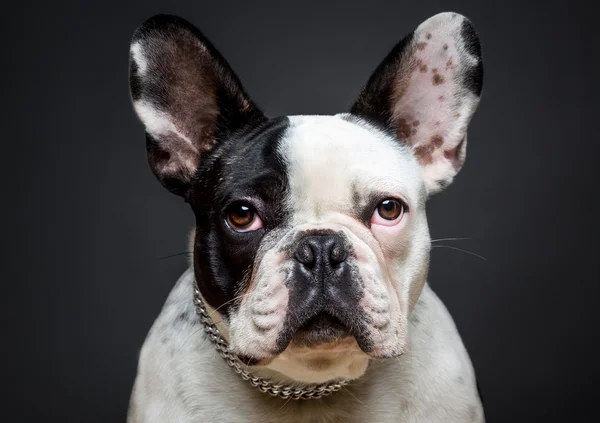 Bulldog Perancis — Stok Foto