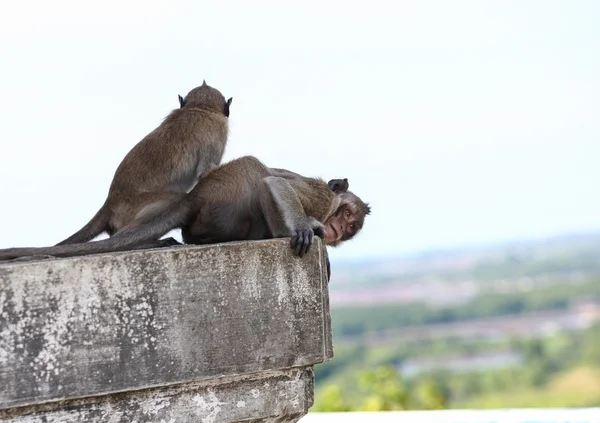 Dos monos. —  Fotos de Stock