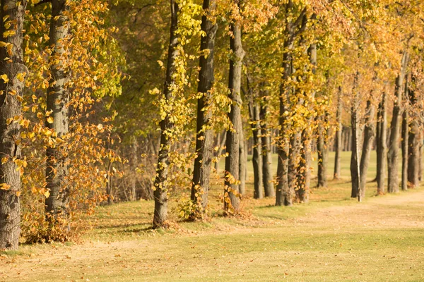Outono de cor amarela representado por belas árvores — Fotografia de Stock