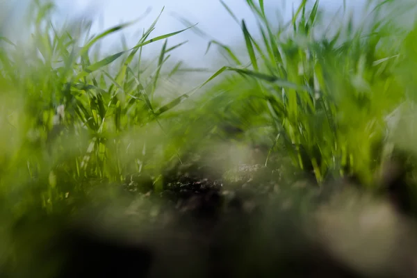 Pędy pszenicy w małym polu wiosną — Zdjęcie stockowe