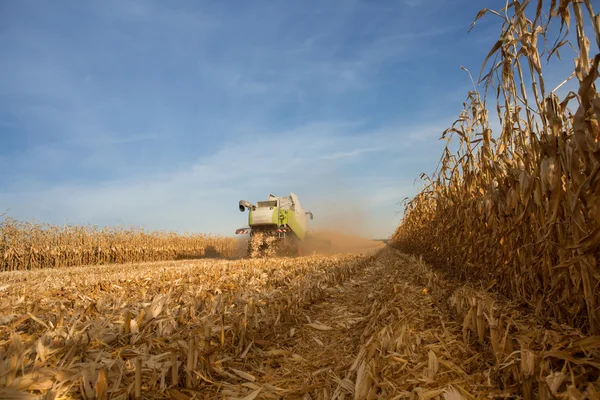 Combine harvesting corn field in autumn — Zdjęcie stockowe