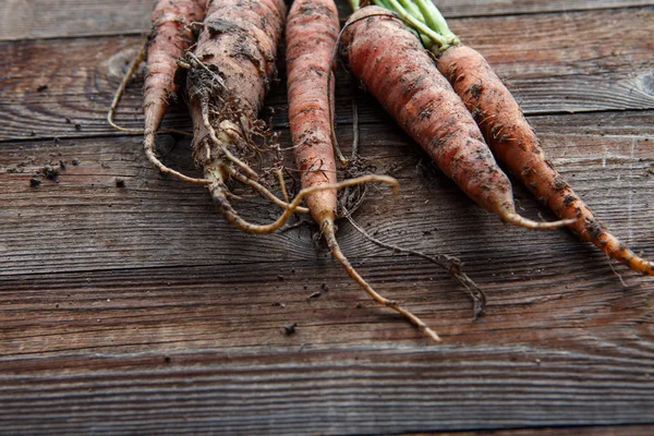 Nuovo raccolto carote biologiche fresche — Foto Stock