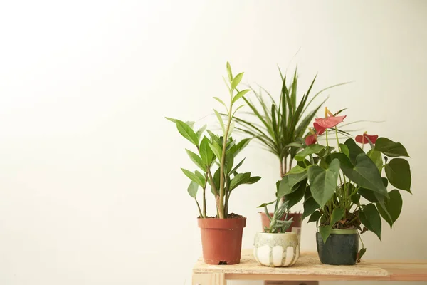 Potted tanaman ditempatkan di atas meja — Stok Foto