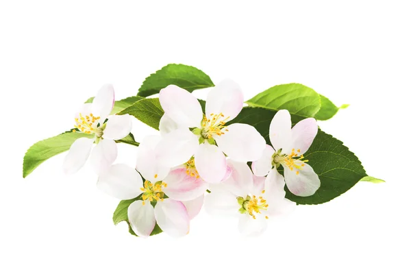 Apple-tree flowers — Stock Photo, Image