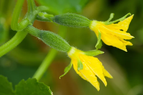 Les concombres en fleurs — Photo