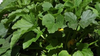 Bitkisel kemik iliği