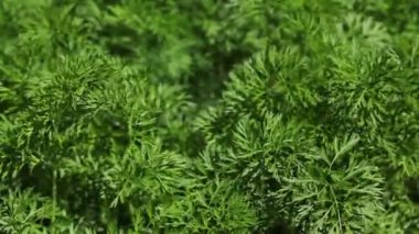 Havuç yaprakları, yakın çekim