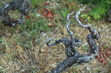 The dried-up grapevine clipart