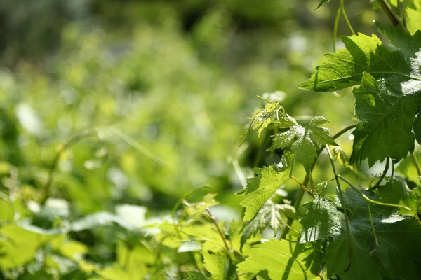 Hintergrund mit einer Weinrebe — Stockfoto