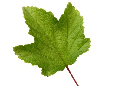 Frenk üzümü yaprağı