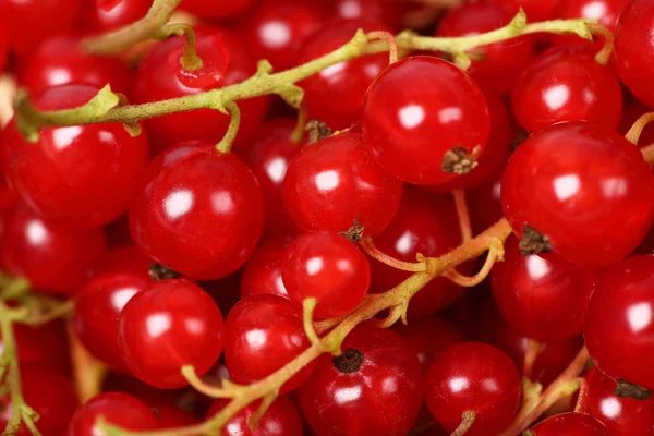 Red currant — Stock Photo, Image