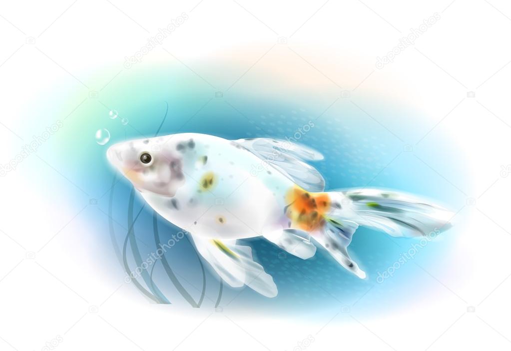 最高の金魚 イラスト リアル アニメ画像 最高の金魚 イラスト リアル アニメ画像