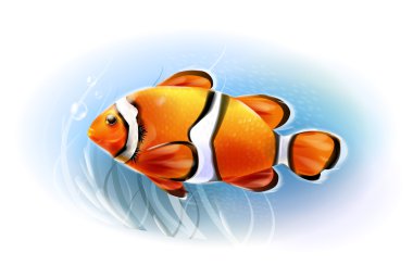 Denizin güzel palyaço balığı. Akvaryum balık. Sualtı worl