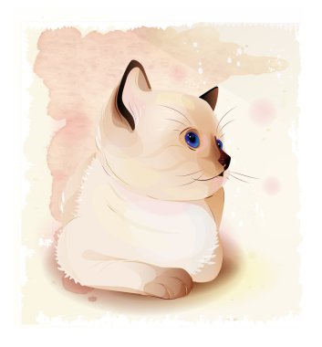 Tay yavru kedi portresi. Geleneksel Siamese kedi. 