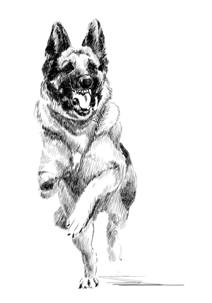 Retrato de tinta del perro pastor alemán corriendo — Vector de stock