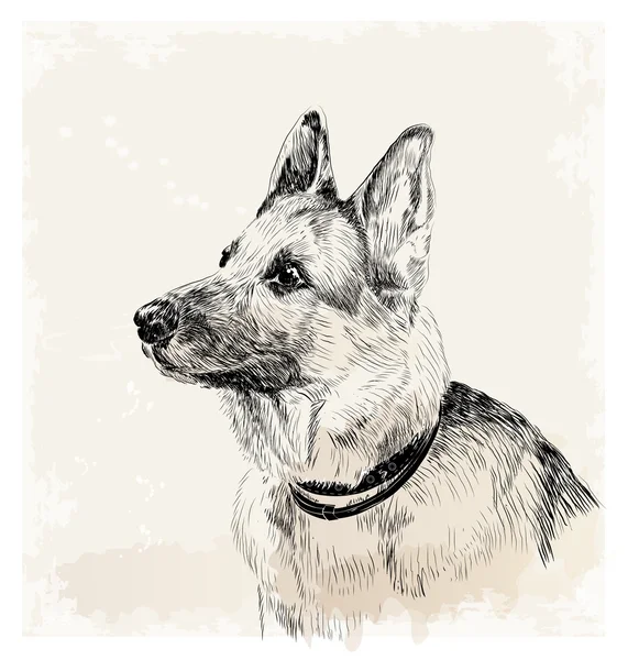 독일 셰퍼드 강아지의 잉크 초상화 — 스톡 벡터