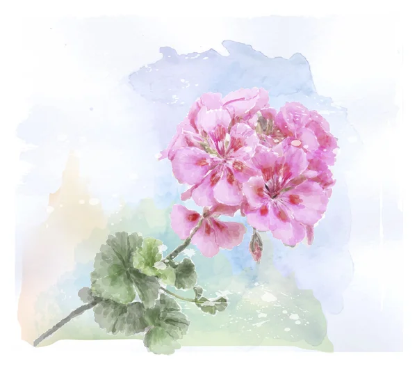 Acquerello disegnato a mano fiore di geranio rosa — Vettoriale Stock