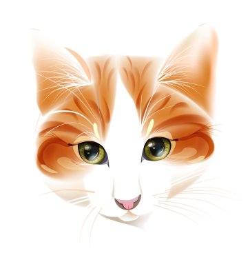 zencefil kedi portresi