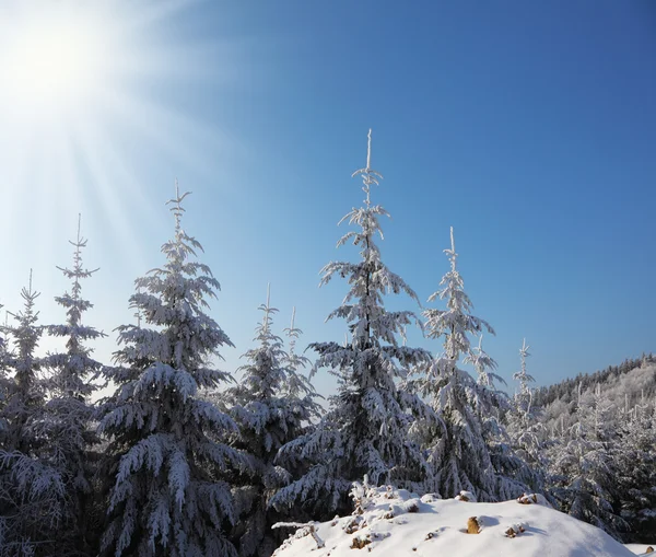 Sunny day at Christmas  in the Alps — 스톡 사진