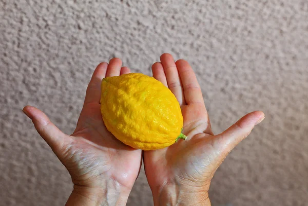 Kvinnans händer anläggning citrusfrukter — Stockfoto