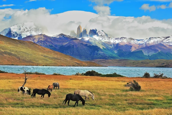 Horse grazing in a meadow — Stock Photo, Image