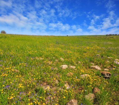 hills are covered with  wild flowers