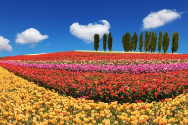 Huge fields of buttercups
