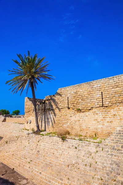 Lone palm tree growing on rocks