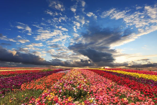 Blüten wachsen für den Export — Stockfoto